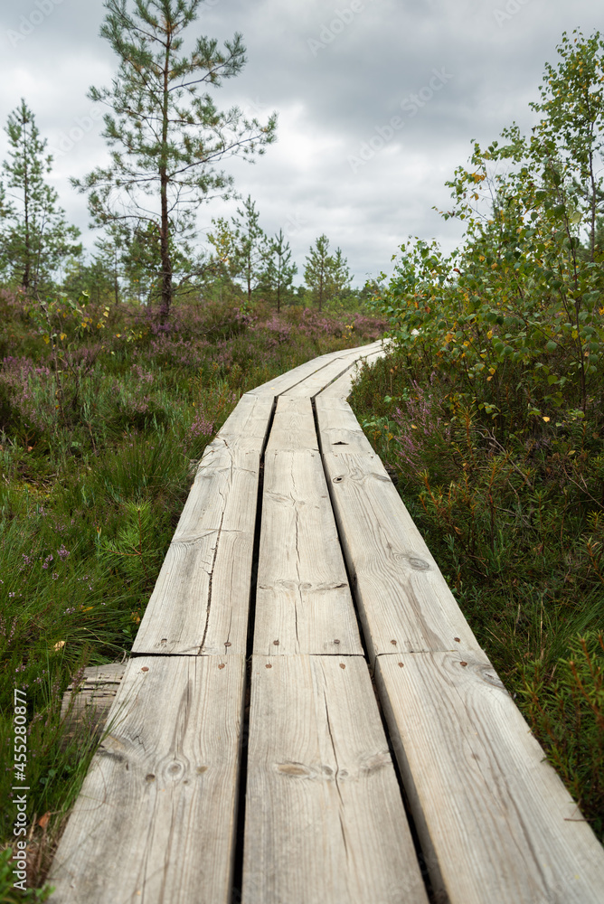 Fototapeta premium Pathway in a bog.