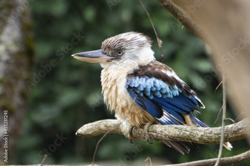 Kookaburra à ailes bleue, ou oiseau Martin chasseur à ailes bleues © guitou60