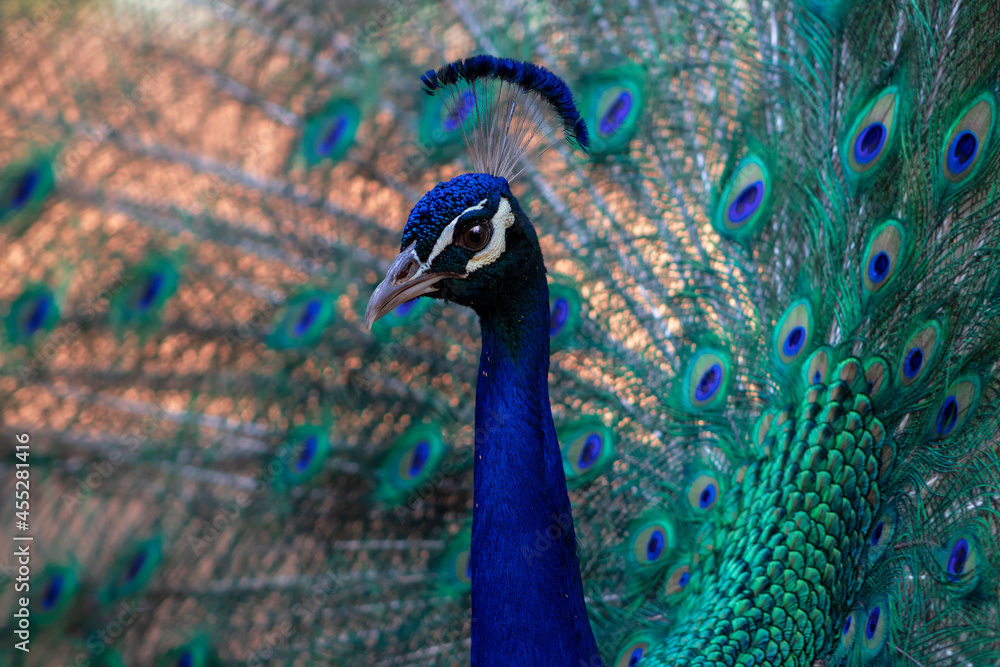 Portrait of a wild beautiful peacock with feathers out on a blur background Portrait of a wild beautiful peacock with feathers out on a blur background