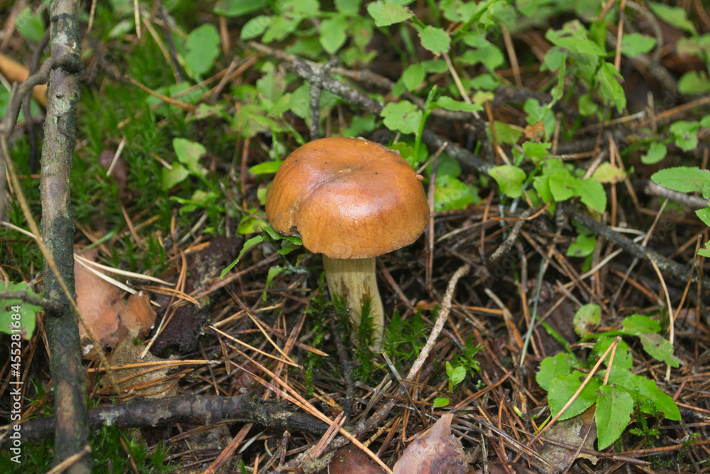 Bay Bolete Mushroom