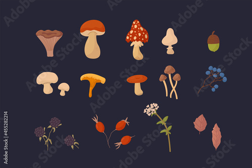 A large bundle of mushrooms and plants. Vector illustrations of Mushrooms, Berries, Flowers, Leaves. A collection of edible and toxic fungi and natural plants. Vector illustration