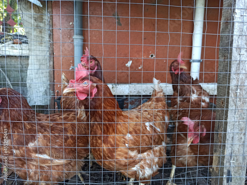 Cuadro en lienzo chickens shot - close-up