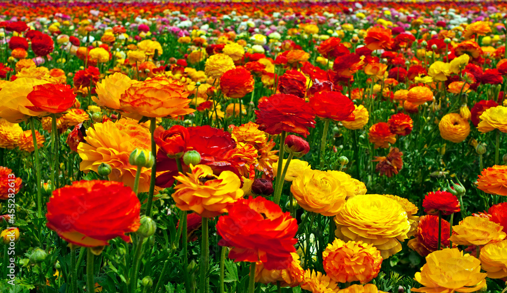Rows of colorful flowers grow on a hillside in Carlsbad, California.