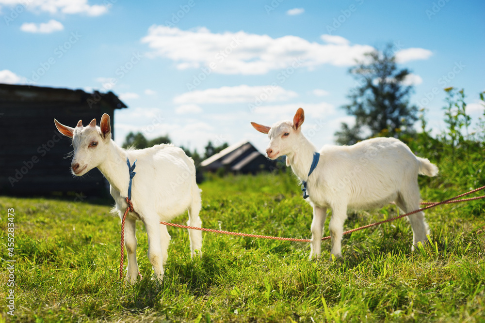 Fototapeta premium Cute white goats on a farm in a corral with a green lawn under a beautiful blue sky.