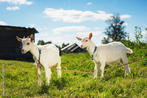 Cute white goats on a farm in a corral with a green lawn under a beautiful blue sky.