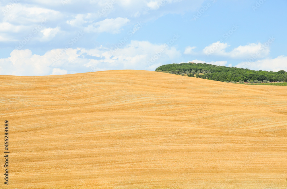 Fototapeta premium Mown thatched field in Tuscany against a blue sky with clouds and a small green forest on the horizon