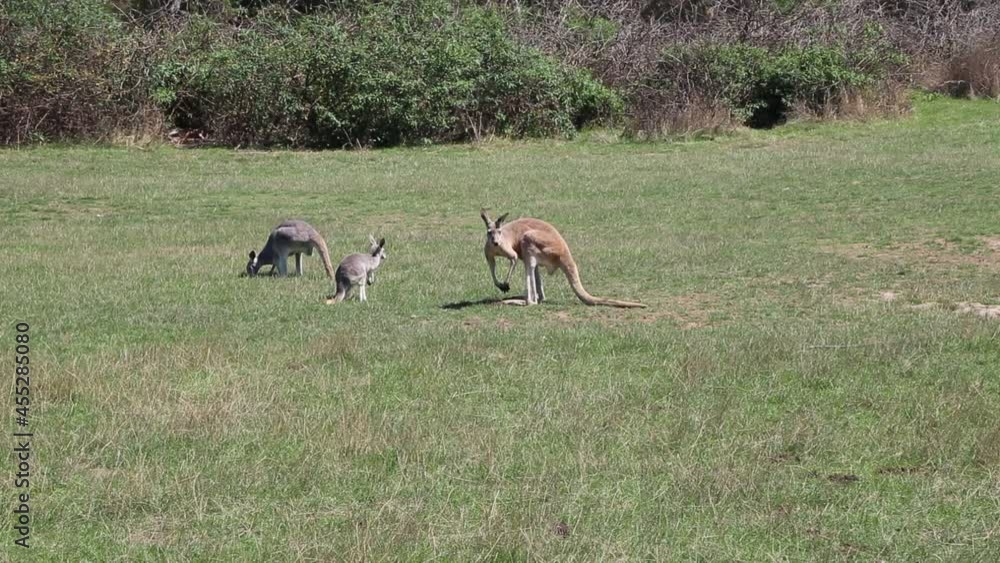 Red Kangaroo scratching and walking - Victoria, Australia