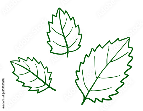 Hand drawn decorative leaves with zigzag line edges. Simple contour drawing. Plant for culinary use. Graphic sketch of leaves similar to peppermint, nettle, birch. Isolated on a white. Vector.