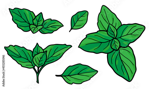 Green leaves of aromatic plants. Seasoning similar to mint, basil, oregano. Herbs and Spices for cooking. Peppermint isolated on white background. Colorful sketch of a fragrant plant. Vector.