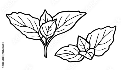 Leaves of aromatic plants. Herbs and Spices for cooking. Seasoning similar to mint, basil, oregano. Peppermint isolated on white background. Sketch of a fragrant plant. Modern vector illustration. 