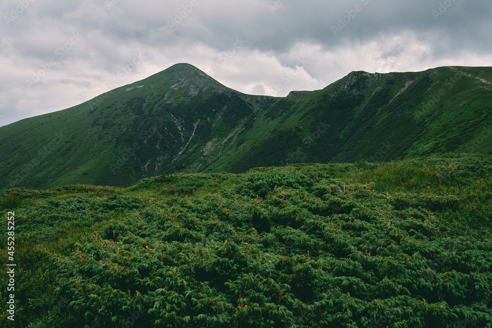 Green mountains in cloudy weather. Mountain landscape. Lush bushes and grass against the backdrop of mountains. Tourism, climbing to the top, rest.
