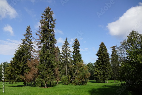Beautiful landscape with light green grass and pine trees on a summer sunny day. Blue sky with white clouds. Kadriorg park. Tallinn, Estonia. August 2021