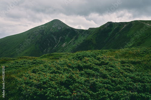 Green mountains in cloudy weather. Mountain landscape. Lush bushes and grass against the backdrop of mountains. Tourism, climbing to the top, rest. © Valerii Apetroaiei