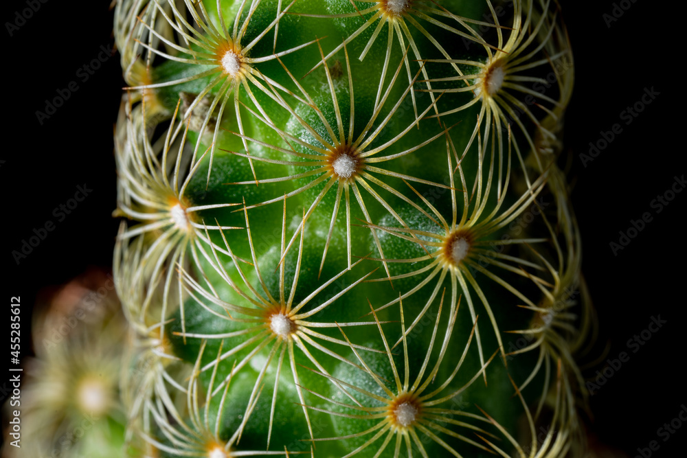 Close up on a mini cactus. macrophotography. Close up on a mini cactus. macrophotography.