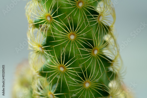 Close up on a mini cactus. macrophotography.