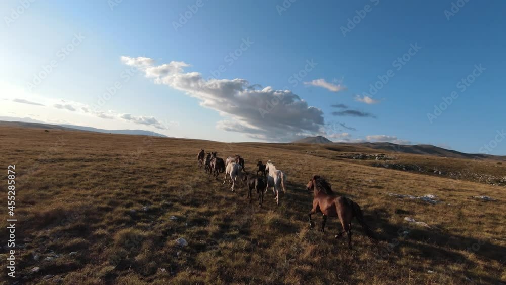 Aerial FPV drone shot of a chasing and flying close around herd of wild horses running on a field at beautiful summer sunset. Aerial FPV drone shot of a chasing and flying close around herd of wild horses running on a field at beautiful summer sunset.