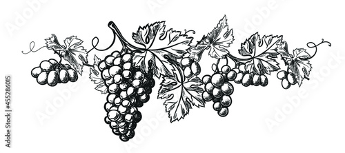 Wine grapes wreath template design. Vector hand drawn vintage engraving illustration for poster, label and menu shop.