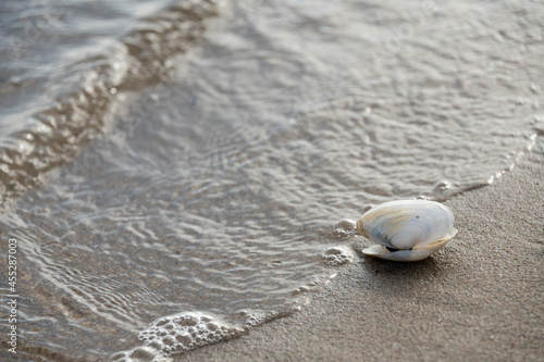 Fototapeta Naklejka Na Ścianę i Meble -  Muschel liegt im Sand am Ostseestrand.