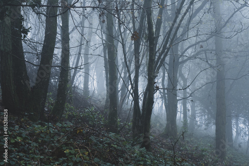 A moody misty winter woodland  with light coming through the trees