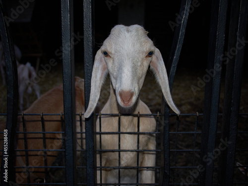 Obraz na plátne Goat in captivity