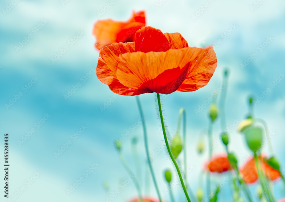 Obraz premium Bright red flowers poppies against a blue sky. Close-up with selective focus. 