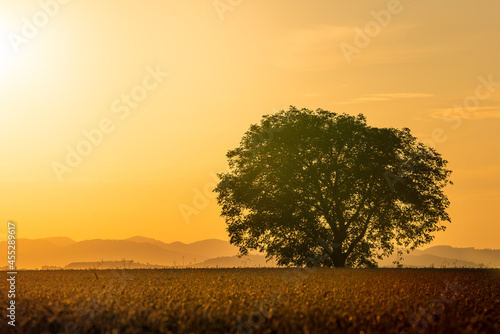 Goldenes Getreidefeld