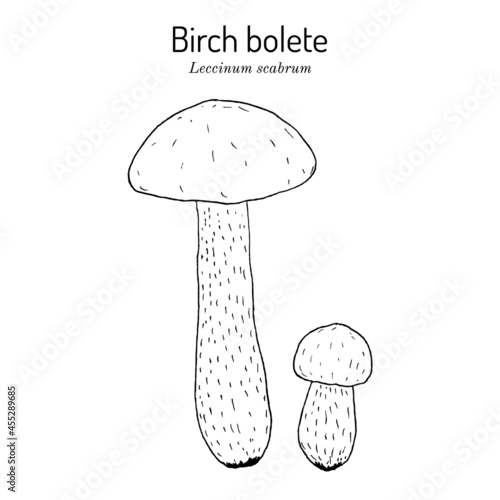 Birch bolete or scaber stalk Leccinum scabrum , edible mushroom