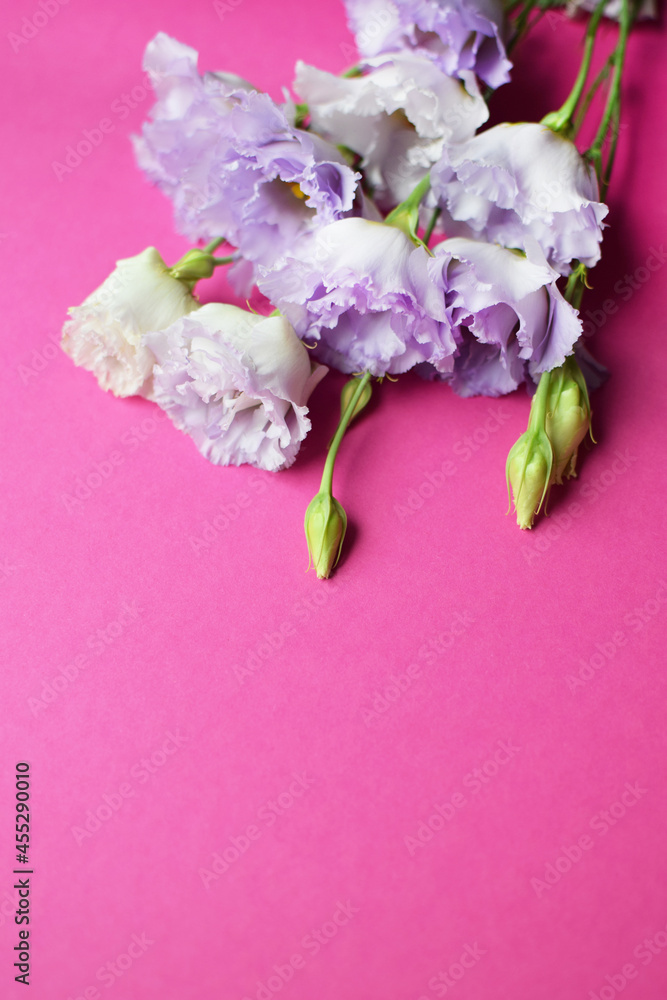 Beautiful purple eustoma flowers (lisianthus) in full bloom with buds leaves. Bouquet of flowers on fuchsia  background. Copy space