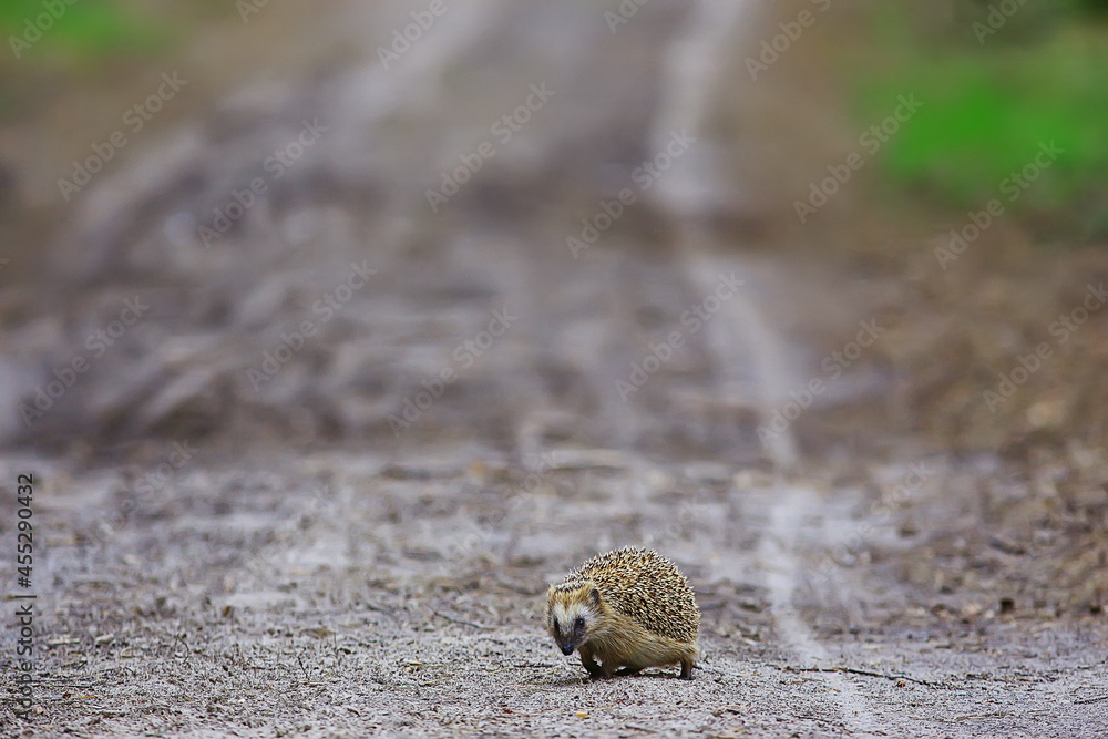 animal wild in nature hedgehog in the forest, european hedgehog runs animal wild in nature hedgehog in the forest, european hedgehog runs
