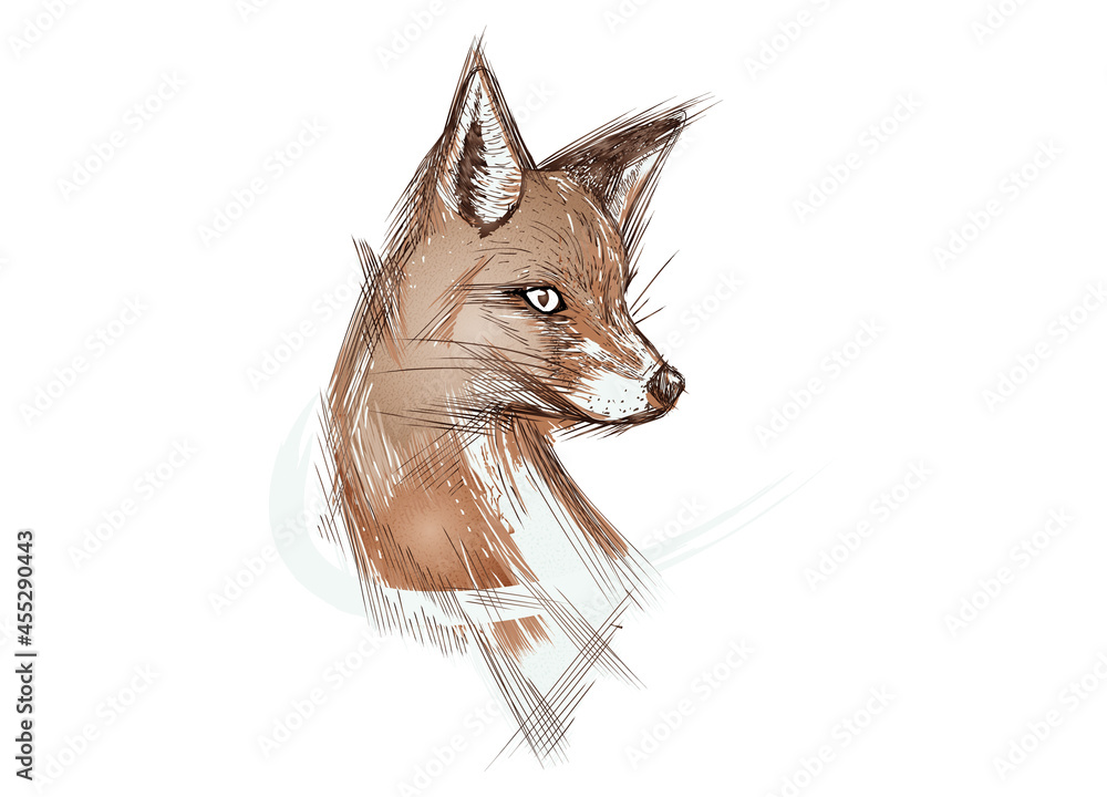 Von Hand gezeichnete Fuchs Skizze Stock Illustration | Adobe Stock