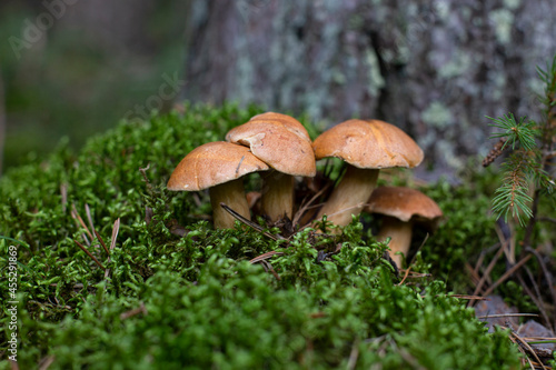 A group of young Suillus bovinus mushrooms in a mossy forest glade