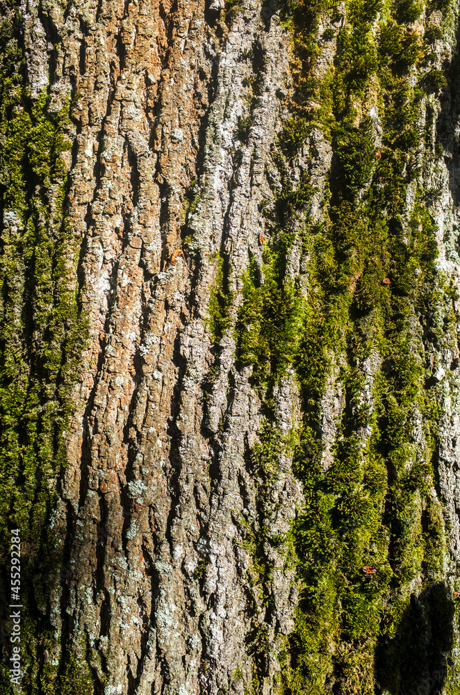 Fototapeta premium Textured beautiful natural abstract surface for wallpapers and backgrounds. Bark of an old tree in the forest close-up