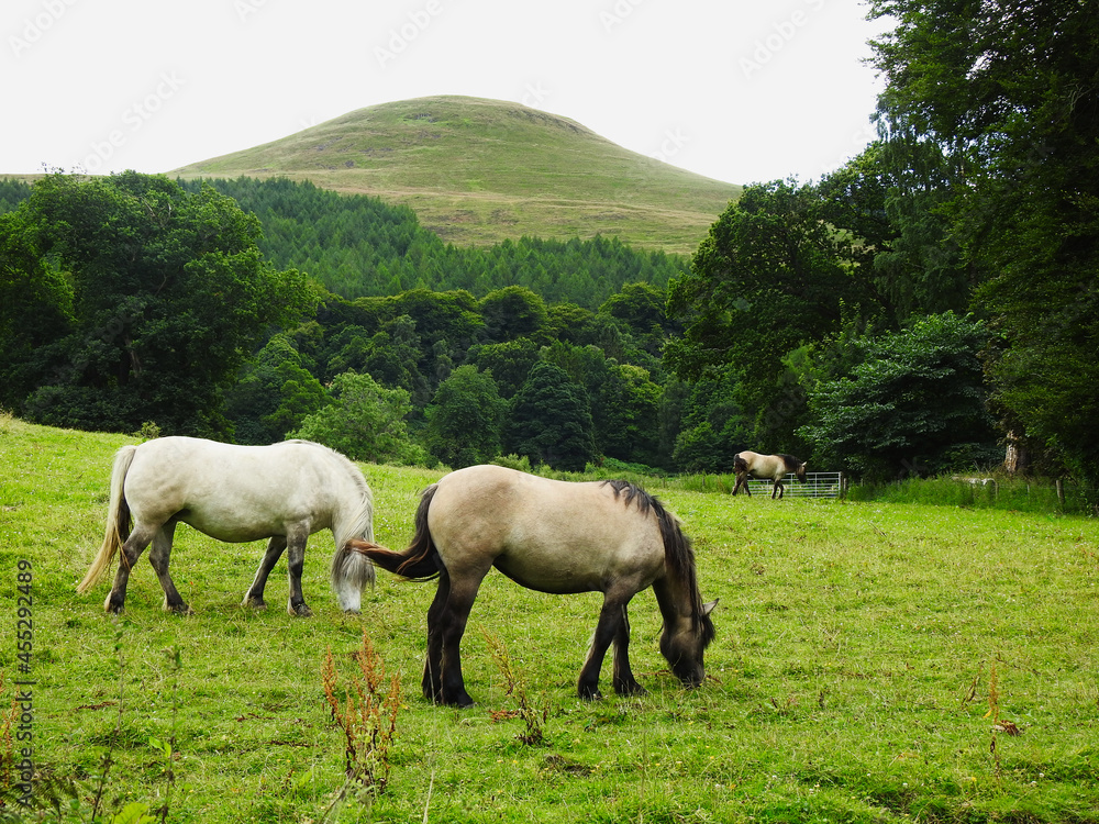 horses in the meadow moutain scotish