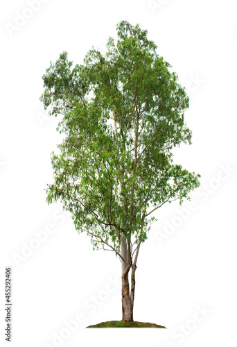Eucalyptus tree isolated on white background with clipping paths for garden design
