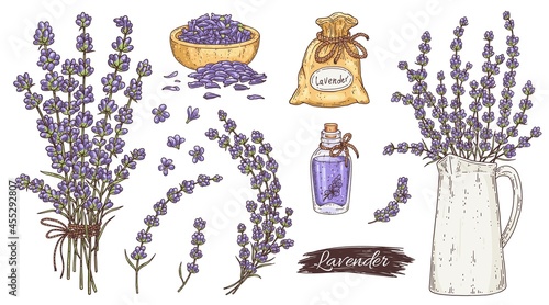 Colorful lavender plant parts set, ink engraving vector illustration isolated.