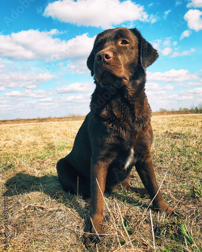 Fototapeta Naklejka Na Ścianę i Meble -  dog in the field