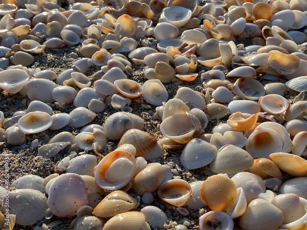 Obraz premium beaches in singer island in Palm Beach Florida sea shells and sand 