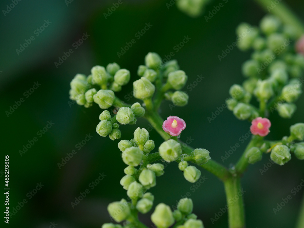 ヤブガラシの花托と雌蕊 ヤブガラシの花托と雌蕊