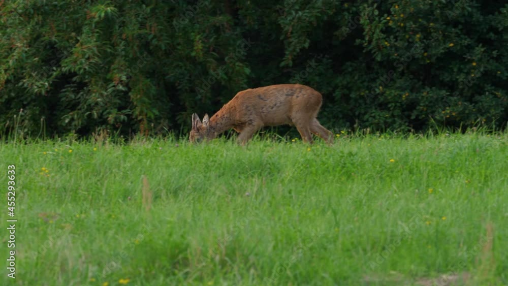 Roe Deer, Capreolus Capreolus, Doe Feeding and Looking Around on Meadow. Wild Animal Roe Deer With Orange Fur Grazing on Hay Field Summer Nature. Wild Little Fawn in Nature. Cute Funny Fawn in Grass. Roe Deer, Capreolus Capreolus, Doe Feeding and Looking Around on Meadow. Wild Animal Roe Deer With Orange Fur Grazing on Hay Field Summer Nature. Wild Little Fawn in Nature. Cute Funny Fawn in Grass.