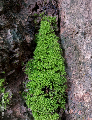 moss growing in the trees beside the road.
