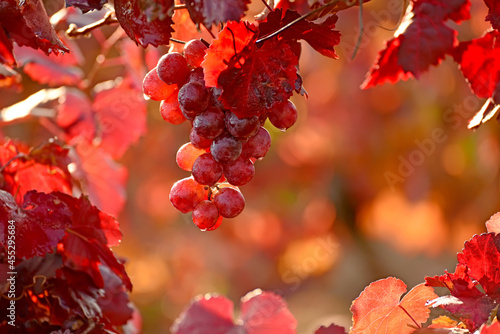 Photography Bunch of red grapes and red leaves and drops after rain in sunlight in the vineyard