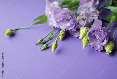 Beautiful violet eustoma flowers  lisianthus  in full bloom with buds leaves. Bouquet of flowers on purple background. Copy space