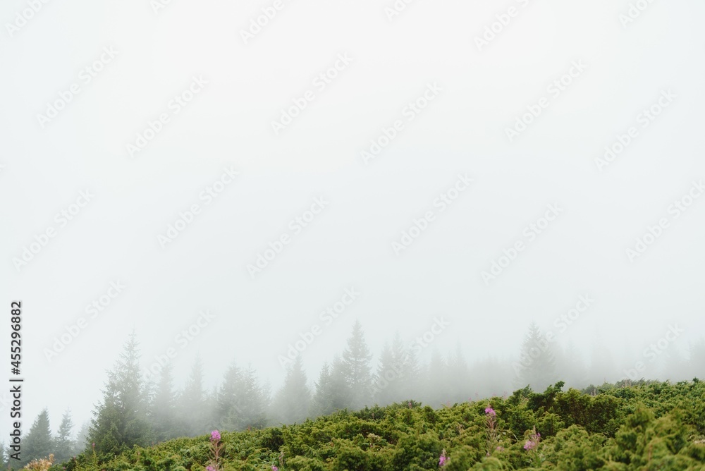 Fototapeta premium Fog covering the mountain forests