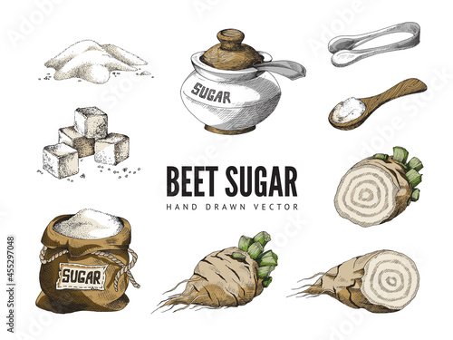Elements for advertise design of beet sugar a vector color sketch illustrations.