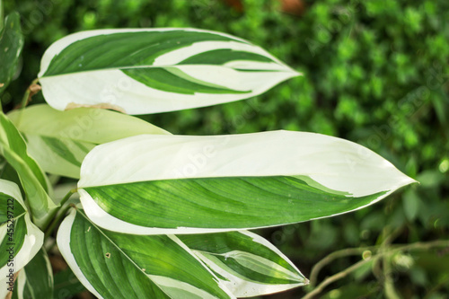 Green leaf nature background  natural texture of plant in close-up