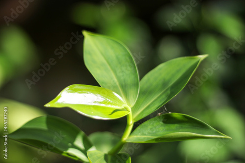 Sunlight on a Green Leaf