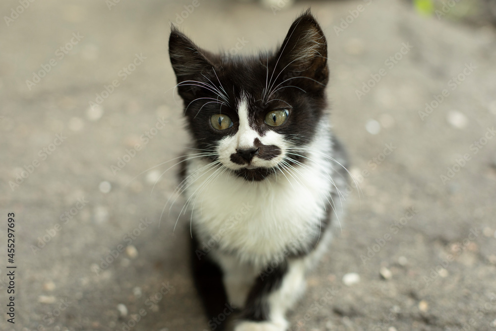 Portrait with a cat with a mustache. Funny kitten with an unusual color. Portrait with a cat with a mustache. Funny kitten with an unusual color.