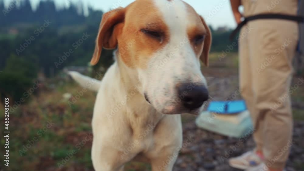 Dog portrait. Walking with dog, outdoor Dog portrait. Walking with dog, outdoor