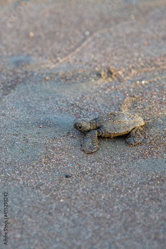 Turtles been born in Ostional Costa Rica © Gilberto Velarde