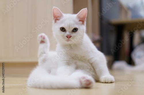 portrait of Cute white cat british shorthair kitten looking at camera on bed. Domestic animal. Looking at copy-space. Banner